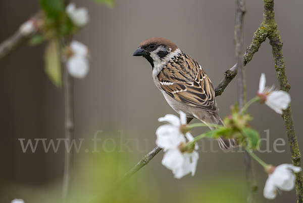 Feldsperling (Passer montanus)