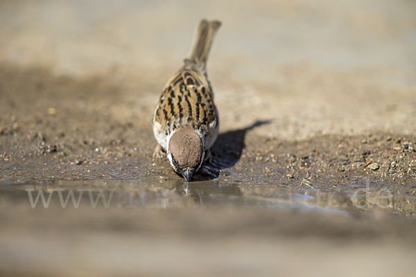 Feldsperling (Passer montanus)