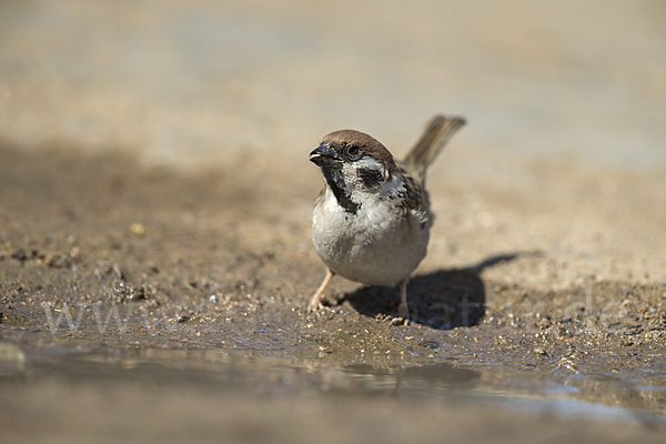 Feldsperling (Passer montanus)