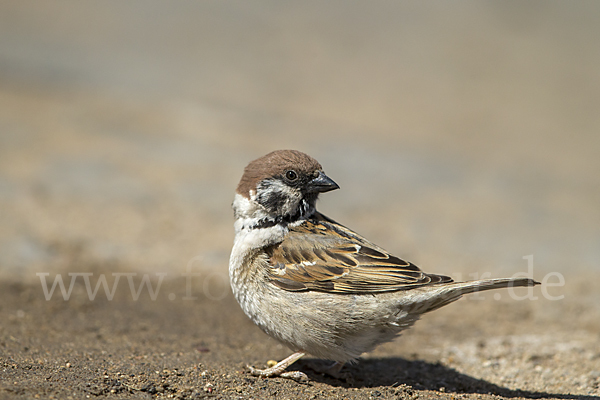 Feldsperling (Passer montanus)