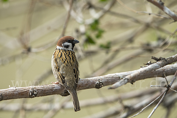 Feldsperling (Passer montanus)