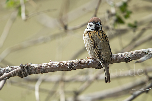 Feldsperling (Passer montanus)