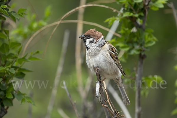 Feldsperling (Passer montanus)