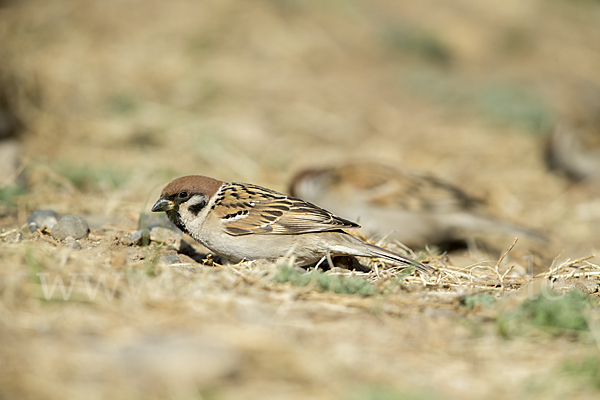 Feldsperling (Passer montanus)