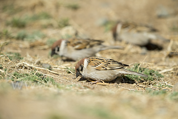 Feldsperling (Passer montanus)