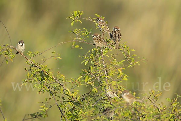 Feldsperling (Passer montanus)