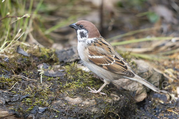 Feldsperling (Passer montanus)