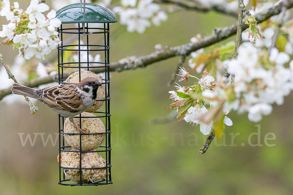 Feldsperling (Passer montanus)