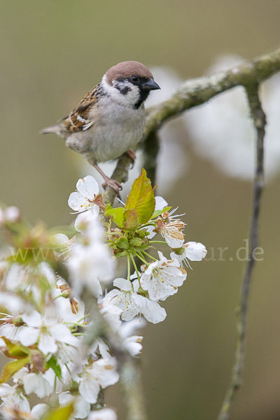 Feldsperling (Passer montanus)