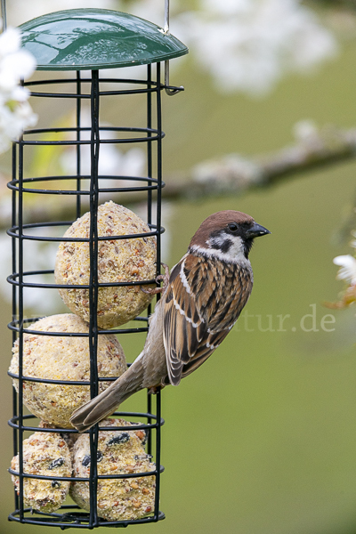 Feldsperling (Passer montanus)