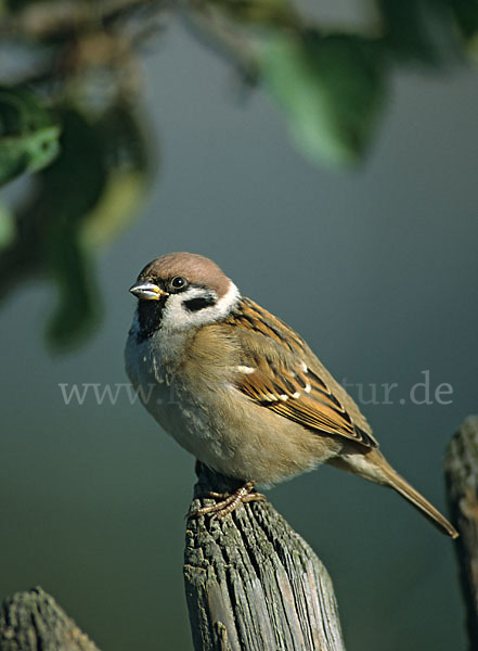 Feldsperling (Passer montanus)