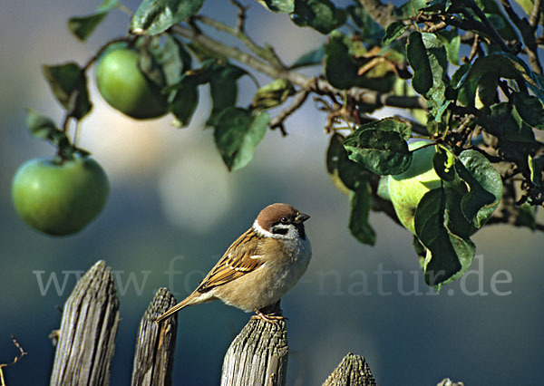 Feldsperling (Passer montanus)