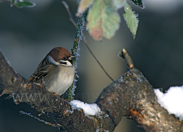 Feldsperling (Passer montanus)