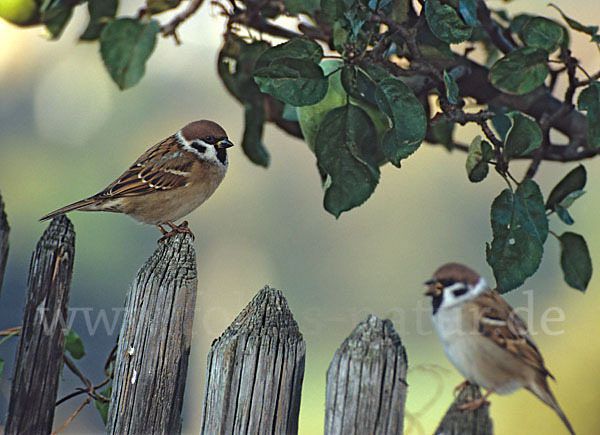Feldsperling (Passer montanus)