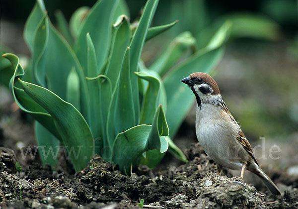 Feldsperling (Passer montanus)