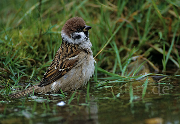 Feldsperling (Passer montanus)