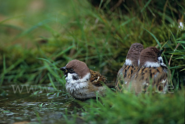 Feldsperling (Passer montanus)