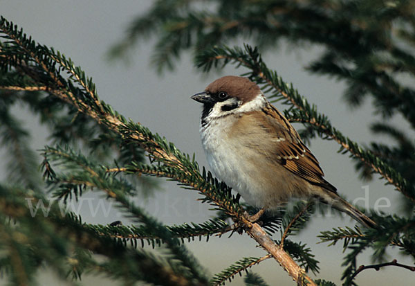 Feldsperling (Passer montanus)