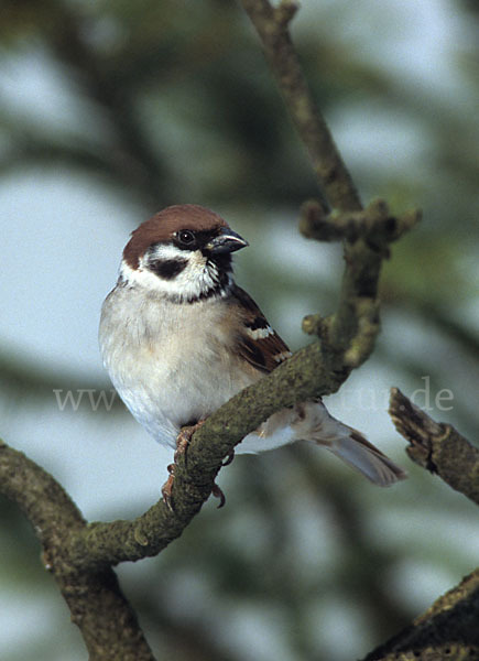 Feldsperling (Passer montanus)