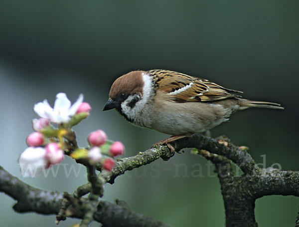 Feldsperling (Passer montanus)