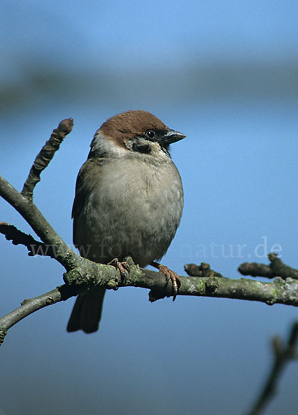 Feldsperling (Passer montanus)