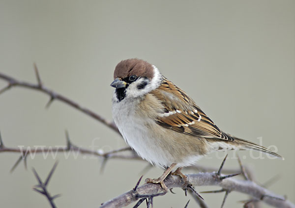 Feldsperling (Passer montanus)