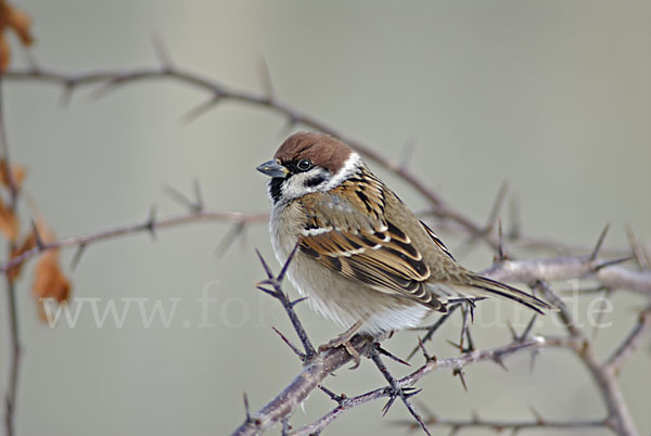 Feldsperling (Passer montanus)