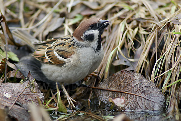 Feldsperling (Passer montanus)