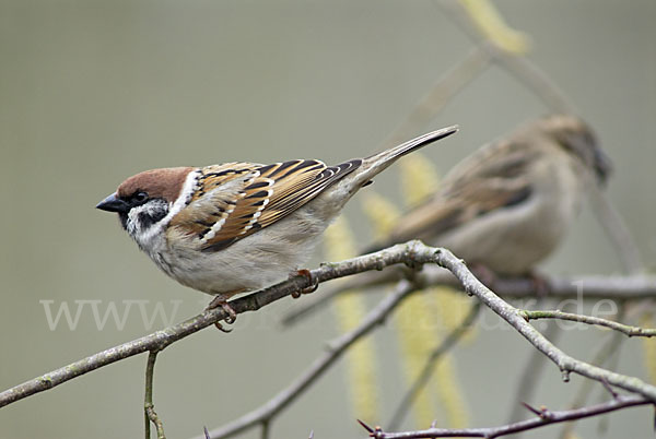 Feldsperling (Passer montanus)