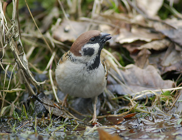 Feldsperling (Passer montanus)