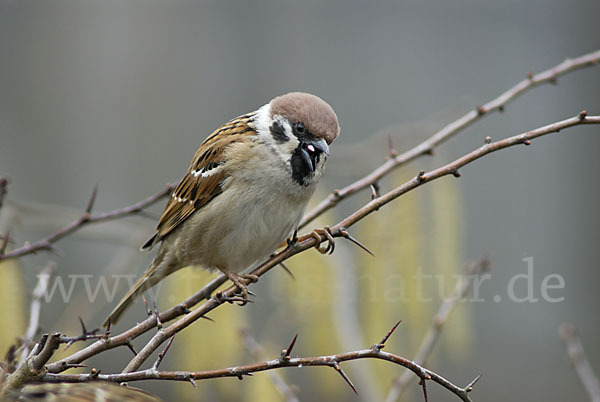 Feldsperling (Passer montanus)