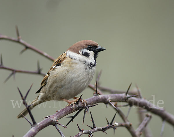 Feldsperling (Passer montanus)