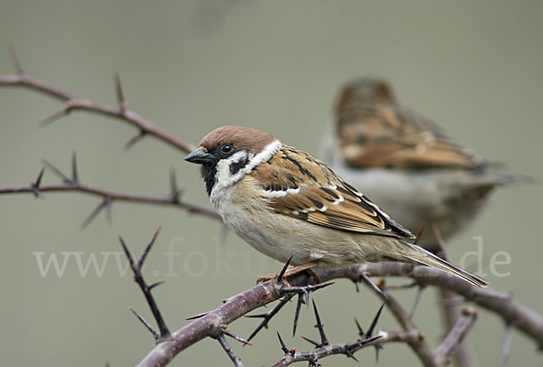 Feldsperling (Passer montanus)