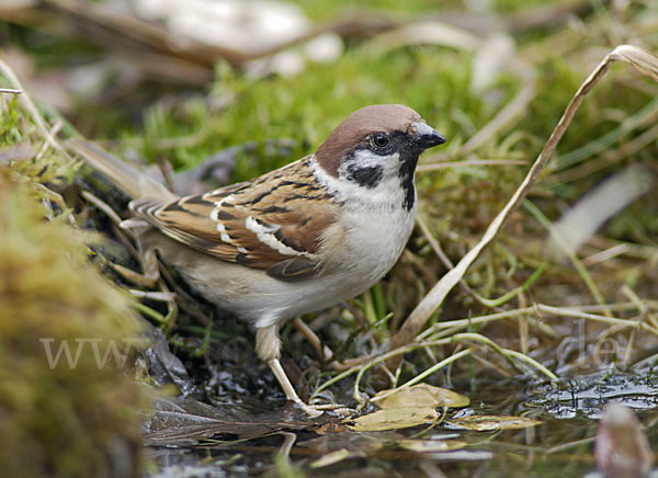 Feldsperling (Passer montanus)