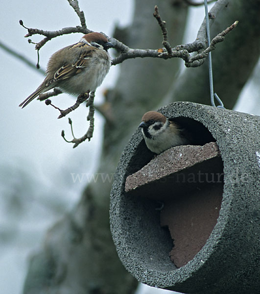 Feldsperling (Passer montanus)