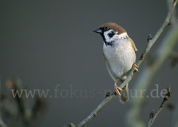 Feldsperling (Passer montanus)