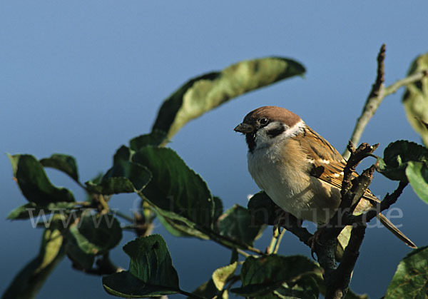 Feldsperling (Passer montanus)