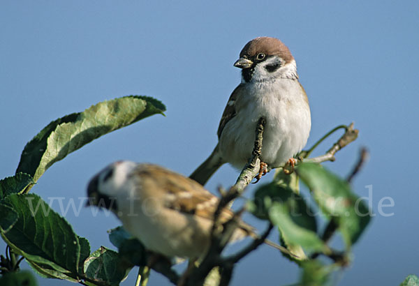 Feldsperling (Passer montanus)