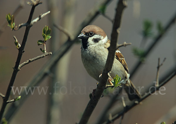 Feldsperling (Passer montanus)