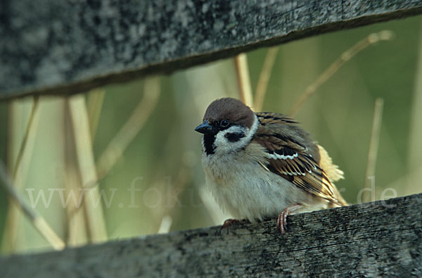 Feldsperling (Passer montanus)