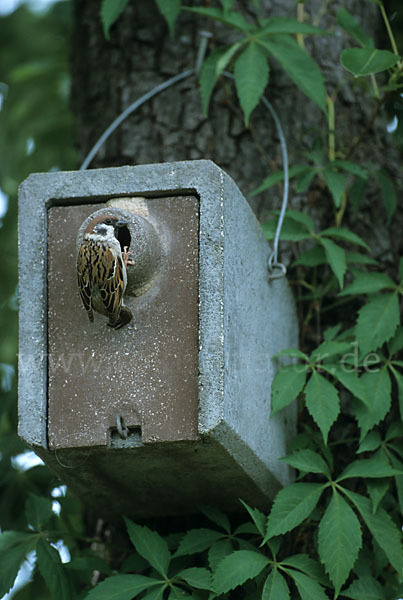 Feldsperling (Passer montanus)