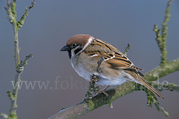 Feldsperling (Passer montanus)