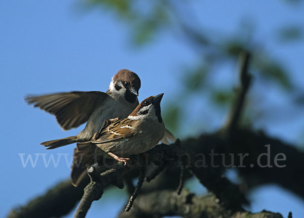 Feldsperling (Passer montanus)