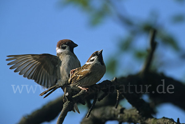 Feldsperling (Passer montanus)