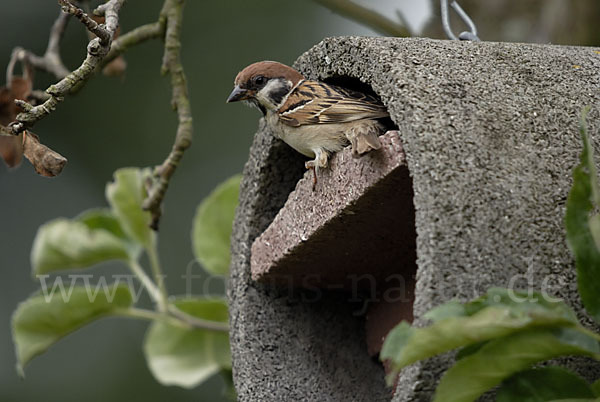 Feldsperling (Passer montanus)