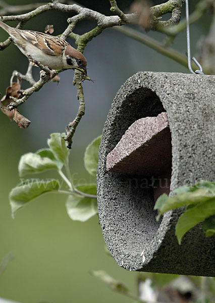 Feldsperling (Passer montanus)