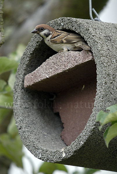 Feldsperling (Passer montanus)