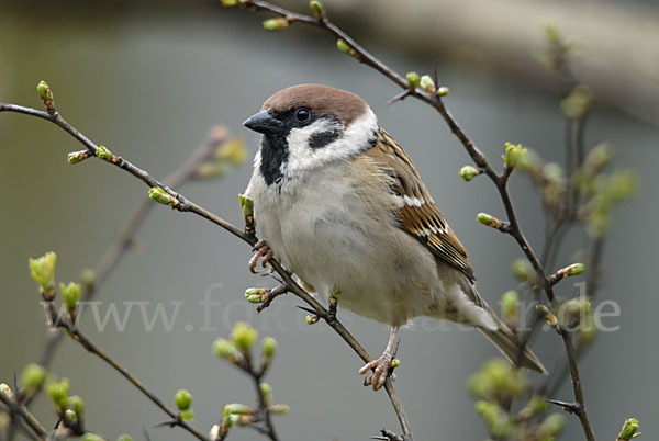 Feldsperling (Passer montanus)