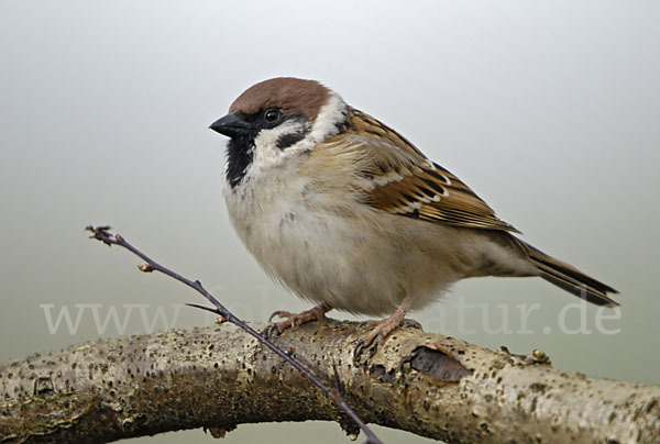 Feldsperling (Passer montanus)