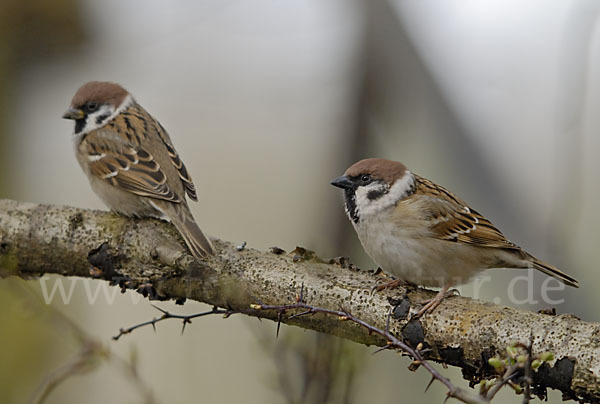 Feldsperling (Passer montanus)